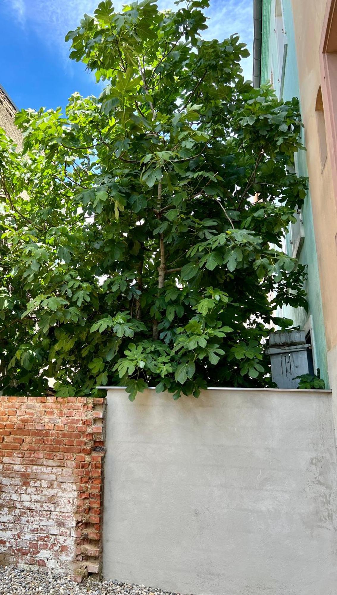 Rs-0 - Appartement F2 Au Rdc A Mulhouse Pour 1-3 Pers Exterior foto